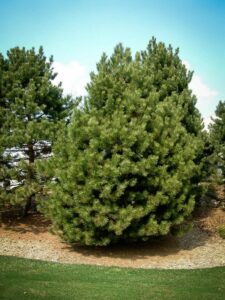 Сосна Чёрная (Pinus Nigra) купить по цене от 270.00р. в интернет-магазине «Посадика» с доставкой почтой в в Каспийске и по всей России – [изображение №1].