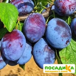 Слива Чачакская ранняя купить по цене от 229.00р. в интернет-магазине «Посадика» с доставкой почтой в в Каспийске и по всей России – [изображение №1].