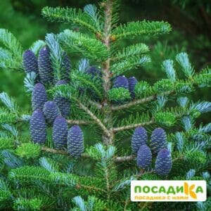 Пихта корейская (Abies koreana) купить по цене от 450.00р. в интернет-магазине «Посадика» с доставкой почтой в в Каспийске и по всей России – [изображение №1].