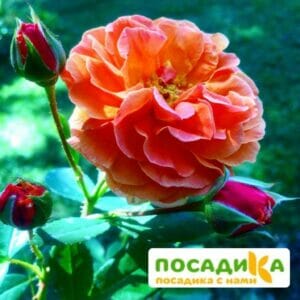 Роза Арабия купить по цене от 350.00р. в интернет-магазине «Посадика» с доставкой почтой в в Каспийске и по всей России – [изображение №1].