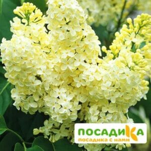 Сирень Примроуз (Primrose) купить по цене от 529.00р. в интернет-магазине «Посадика» с доставкой почтой в в Каспийске и по всей России – [изображение №1].