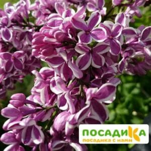 Сирень Сенсация купить по цене от 529.00р. в интернет-магазине «Посадика» с доставкой почтой в в Каспийске и по всей России – [изображение №1].