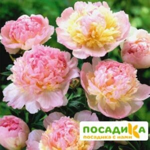 Пион Распберри Сандей (Paeonia Raspberry Sundae) купить по цене от 959р. в интернет-магазине «Посадика» с доставкой почтой в в Каспийске и по всей России – [изображение №1].