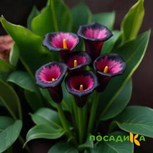 Калла Аура Лейс купить по цене от 400р. в интернет-магазине «Посадика» с доставкой почтой в в Каспийске и по всей России – [изображение №1].