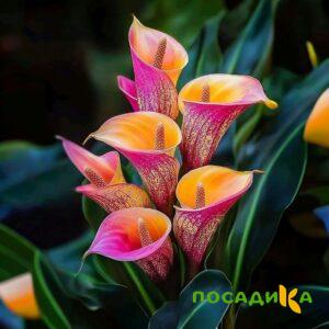 Калла Оникс купить по цене от 450р. в интернет-магазине «Посадика» с доставкой почтой в в Каспийске и по всей России – [изображение №1].