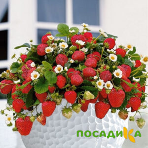 Клубника Рубиновый Шепот (горшечная) купить по цене от 240р. в интернет-магазине «Посадика» с доставкой почтой в в Каспийске и по всей России – [изображение №1].
