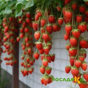 Клубника вьющаяся Комплимент купить по цене от 470р. в интернет-магазине «Посадика» с доставкой почтой в в Каспийске и по всей России – [изображение №1].