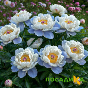 Пион акварельный Этюд купить по цене от 806р. в интернет-магазине «Посадика» с доставкой почтой в в Каспийске и по всей России – [изображение №1].