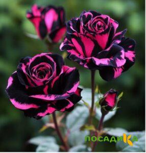 Роза Багровый Шепот купить по цене от 366р. в интернет-магазине «Посадика» с доставкой почтой в в Каспийске и по всей России – [изображение №1].