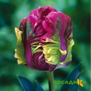 Тюльпан Экзотик Хэвен купить по цене от 186р. в интернет-магазине «Посадика» с доставкой почтой в в Каспийске и по всей России – [изображение №1].