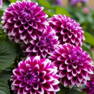 Георгин Кристал Корт купить по цене от 602р. в интернет-магазине «Посадика» с доставкой почтой в в Каспийске и по всей России – [изображение №1].