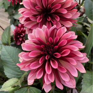 Георгин Перли Сансет купить по цене от 309р. в интернет-магазине «Посадика» с доставкой почтой в в Каспийске и по всей России – [изображение №1].