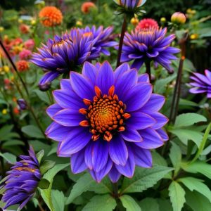 Георгин Лазурит купить по цене от 799р. в интернет-магазине «Посадика» с доставкой почтой в в Каспийске и по всей России – [изображение №1].