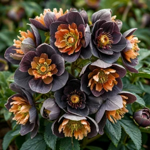 Морозник Блум Айс купить по цене от 499р. в интернет-магазине «Посадика» с доставкой почтой в в Каспийске и по всей России – [изображение №1].