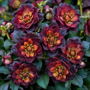 Морозник Сноу Дроп купить по цене от 348р. в интернет-магазине «Посадика» с доставкой почтой в в Каспийске и по всей России – [изображение №1].