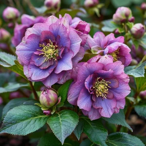 Морозник Айс Принцесс Чарм купить по цене от 650р. в интернет-магазине «Посадика» с доставкой почтой в в Каспийске и по всей России – [изображение №1].