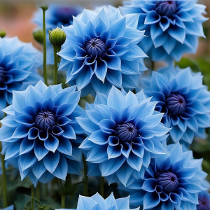 Георгин Вижапе купить по цене от 699р. в интернет-магазине «Посадика» с доставкой почтой в в Каспийске и по всей России – [изображение №1].